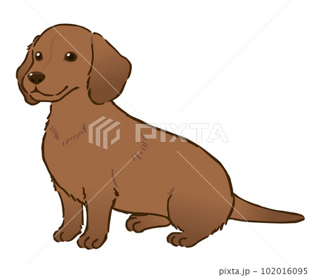 おすわりするダックスフンド（スムースコート、レッド） 102016095