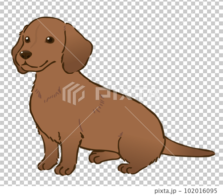 Sitting dachshund (smooth coat, red) 102016095