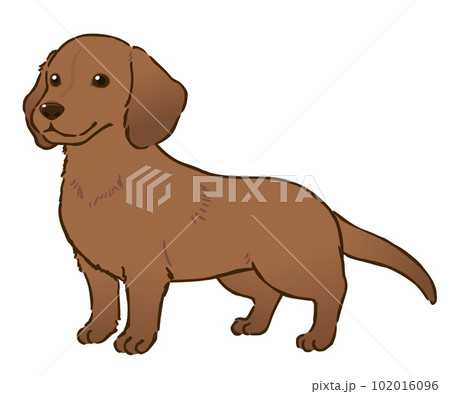 ダックスフンド（スムースコート、レッド） 102016096