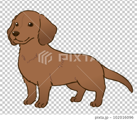 臘腸犬（光滑的被毛，紅色） 102016096