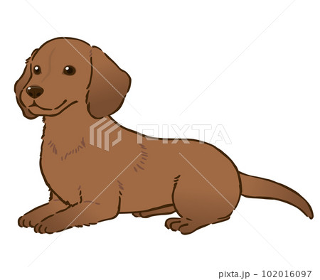 伏せるダックスフンド（スムースコート、レッド） 102016097