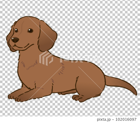 躺著的臘腸犬（光滑的外套，紅色） 102016097