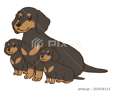 ダックスフンドの親子(スムースコート、ブラックタン) ダックスフンドの親子(スムースコート、ブラックタン) 102016113