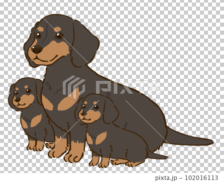 ダックスフンドの親子(スムースコート、ブラックタン) ダックスフンドの親子(スムースコート、ブラックタン) 102016113