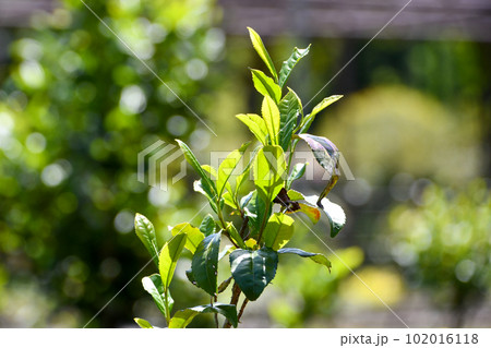 チャノキ 102016118