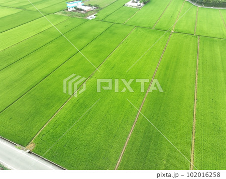 台湾 アジア人 アジアン 102016258