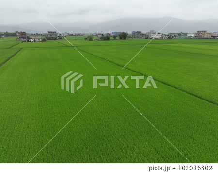 たんぼ 田んぼ 田圃 102016302