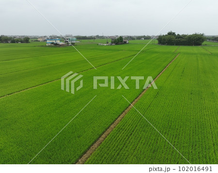 たんぼ 田んぼ 田圃 102016491