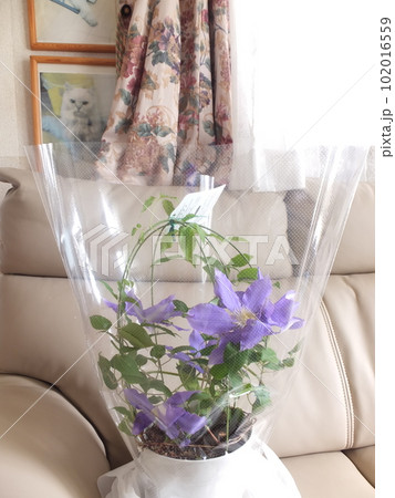 鉢植えのクレマチス　H.F.ヤング 102016559