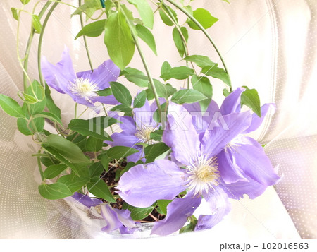 鉢植えのクレマチス H.F.ヤング 鉢植えのクレマチス H.F.ヤング 102016563