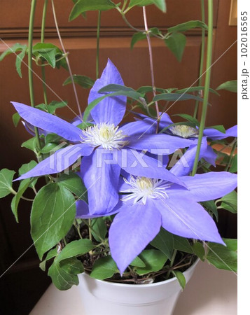 鉢植えのクレマチス　H.F.ヤング 102016565