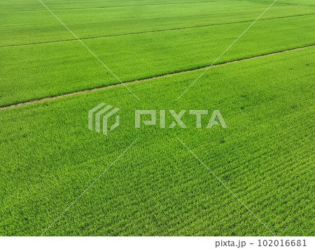 たんぼ 田んぼ 田圃 102016681