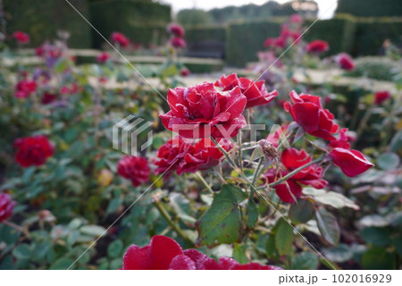 ローゼンボー庭園のバラ ローゼンボー庭園のバラ 102016929