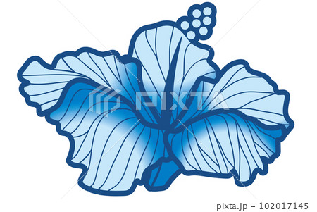ハイビスカスのイラスト　主線あり水色　ベクターデータ　Hibiscus 102017145