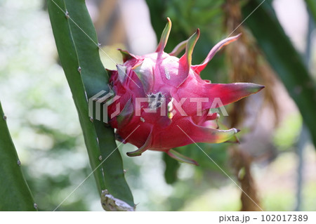 ピタヤ サンカクサボテン ドラゴンフルーツ 102017389