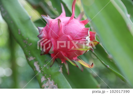 ピタヤ サンカクサボテン ドラゴンフルーツ 102017390