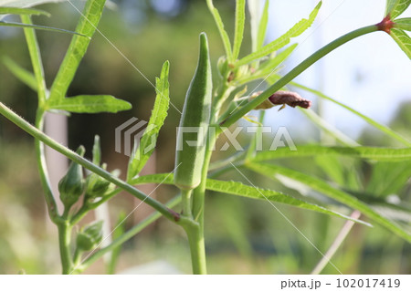 オクラ おくら アメリカネリ 102017419