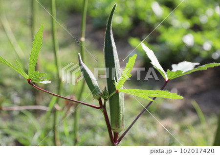 オクラ おくら アメリカネリ 102017420