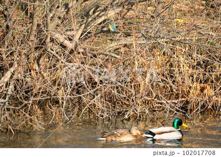 埼玉県比企郡川島町の白鳥飛来地　川原の枝にとまるカワセミと水上を遊泳するマガモ 102017708