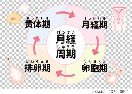生理サイクル（月経周期）の図解イラスト　日本語 102018094