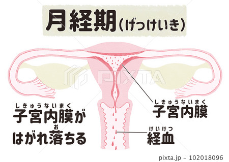 月経周期（月経期）の子宮の図解イラスト　日本語 102018096