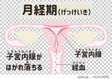 卵胞期の子宮頸部の特徴