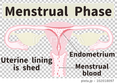 Illustrated illustration of the uterus during the menstrual cycle (menstrual period) English Illustrated illustration of the uterus during the menstrual cycle (menstrual period) English 102018097