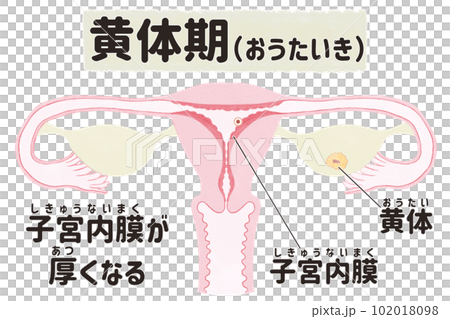月経周期（黄体期）の子宮の図解イラスト　日本語 102018098