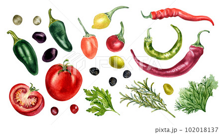 Set of tomato, olives, hot peppers and herbs watercolor illustration isolated on white. Jalapeno, peppercorns, chilli pepper, parsley, rosemary hand drawn. Elements for menu, cookbook, package Set of tomato, olives, hot peppers and herbs watercolor illustration isolated on white. Jalapeno, peppercorns, chilli pepper, parsley, rosemary hand drawn. Elements for menu, cookbook, package 102018137