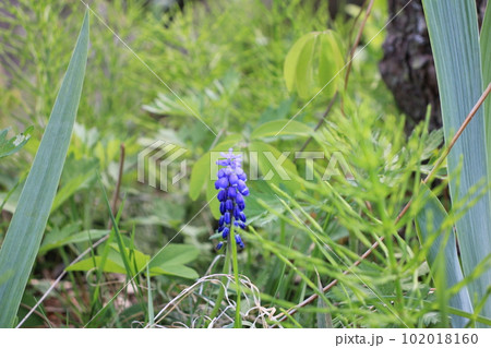 ムスカリの青紫色の花 102018160