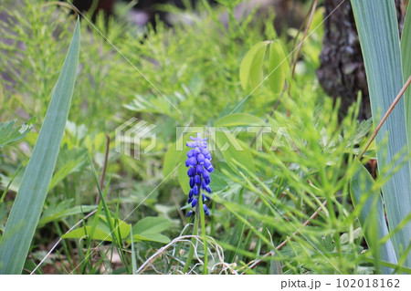 ムスカリの青紫色の花 ムスカリの青紫色の花 102018162