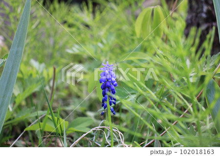 ムスカリの青紫色の花 102018163