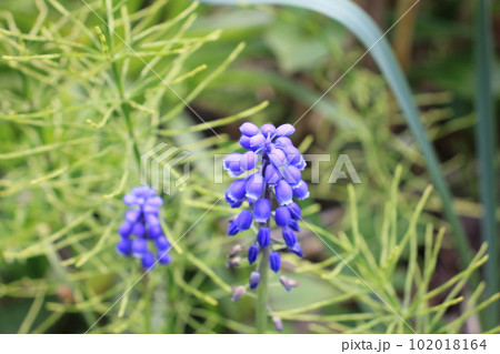 ムスカリの青紫色の花 102018164