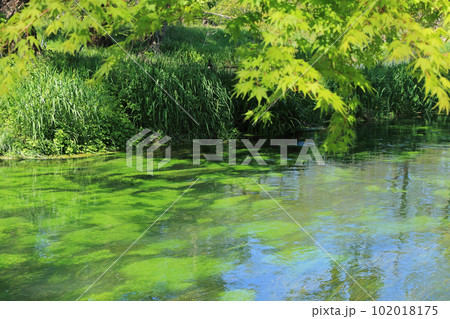 安曇野 大王わさび農場の清流 安曇野 大王わさび農場の清流 102018175
