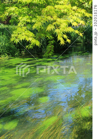 安曇野 大王わさび農場の清流 安曇野 大王わさび農場の清流 102018176