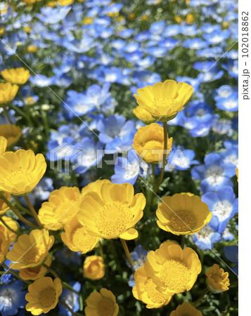 可愛らしい黄花クリサンセマム・ムルチコーレ 102018862