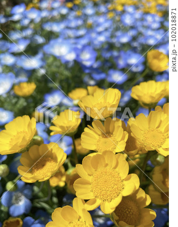 可愛らしい黄花クリサンセマム・ムルチコーレ 102018871