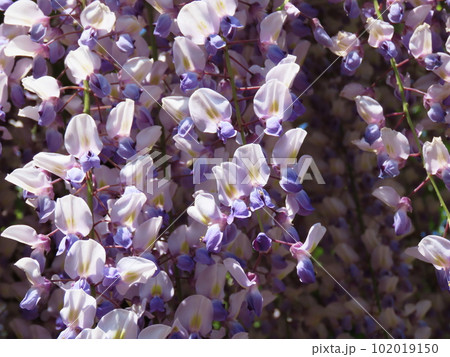 フジ（藤）九尺藤　Wisteria floribunda 102019150