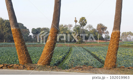 Cow Dung Patties on the Coconut Tree, Gaya, Bihar.. Cow Dung Patties on the Coconut Tree, Gaya, Bihar.. 102019963