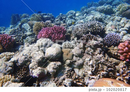 coral reef in Egypt, Makadi Bay coral reef in Egypt, Makadi Bay 102020817