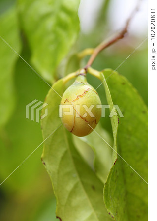 カメリアクックフォンエンシスの花の蕾 102020831
