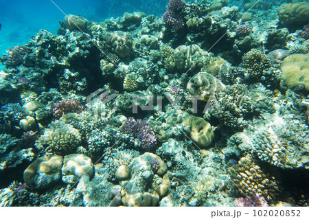 coral reef in Egypt, Makadi Bay coral reef in Egypt, Makadi Bay 102020852