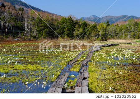 信州 志賀高原高天ヶ原湿原の水芭蕉 102020962