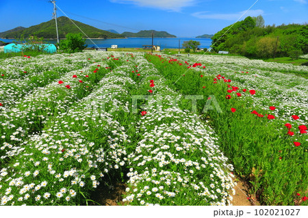 【香川県】マーガレットが満開のフラワーパーク浦島 【香川県】マーガレットが満開のフラワーパーク浦島 102021027
