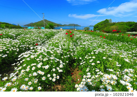 【香川県】マーガレットが満開のフラワーパーク浦島 【香川県】マーガレットが満開のフラワーパーク浦島 102021046