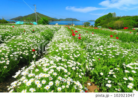 【香川県】フラワーパーク浦島の満開のマーガレット 【香川県】フラワーパーク浦島の満開のマーガレット 102021047