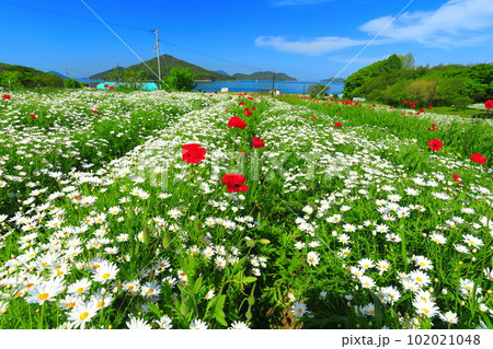 【香川県】マーガレットが満開のフラワーパーク浦島 【香川県】マーガレットが満開のフラワーパーク浦島 102021048