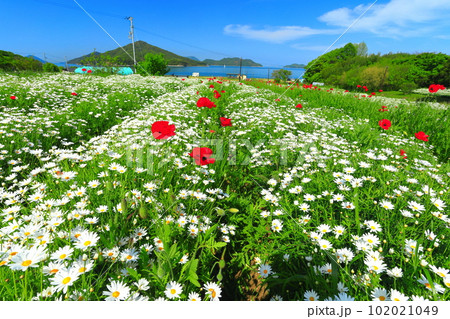 【香川県】マーガレットが満開のフラワーパーク浦島 【香川県】マーガレットが満開のフラワーパーク浦島 102021049