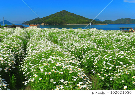 【香川県】フラワーパーク浦島の満開のマーガレット 【香川県】フラワーパーク浦島の満開のマーガレット 102021050
