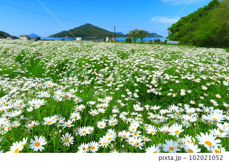 【香川県】フラワーパーク浦島の満開のマーガレット 102021052